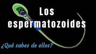 ¿Qué sabes de los espermatozoides [upl. by Akli]