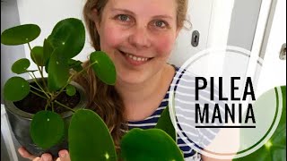 🌱🌿☘️ De Pilea peperomioides Pannenkoekenplant stekken 🌱🌿☘️ [upl. by Ranger159]