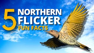 5 Interesting and Fun Facts About the Unusual Northern Flicker [upl. by Ecaj]