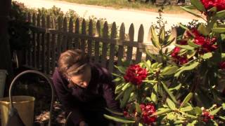 How to Mulch Rhododendrons  More Gardening Advice [upl. by Ainola202]