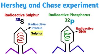 Hershey and Chase experiment  DNA  The Genetic material  Pravin Bhosale [upl. by Eelatan]