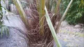 How to trim a palm tree Trachycarpus fortunei [upl. by Amling]