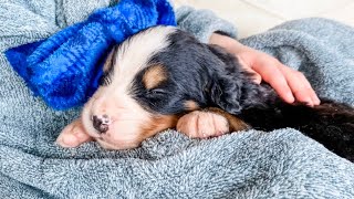 Bernese Mountain Dog Puppy Care  5 Weeks Old [upl. by Alarice]