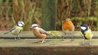 Video per Gatti  Uccelli che cinguettano nel parco [upl. by Emery132]