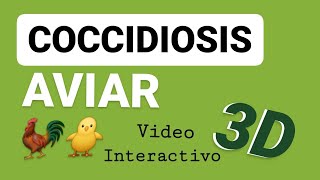 Coccidiosis Aviar  Video 3D  Avicultura Eimeria Ciclo Biológico  Tenella [upl. by Nnylirret830]