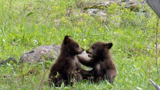 Nature Bear cubs [upl. by Celle]