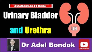 Bladder 12  How the Urinary System Works [upl. by Keelin826]