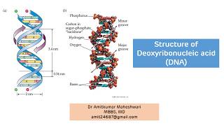 DNA Structure  Structure of Deoxyribonucleic Acid  Biochemistry  Molecular Biology [upl. by Airamat]