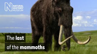 The last of the mammoths  Natural History Museum [upl. by Yliab639]