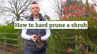 How to Hard Prune shrubs amp plants [upl. by Toblat500]