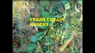 HOW I HARVEST AND PREPARE CREASY GREENS [upl. by Egdirdle]