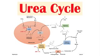 Urea Cycle  Purpose Enzymes amp Regulation [upl. by Nylessej]