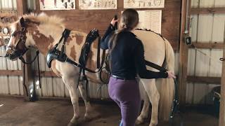 How To Harness A Single Driving Horse [upl. by Petite]