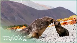 Edge of Nowhere Journey to Macquarie Island Full Documentary  TRACKS [upl. by Biggs228]