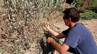 Texas Sage Bush Trimming EASY garden [upl. by Ttiwed]