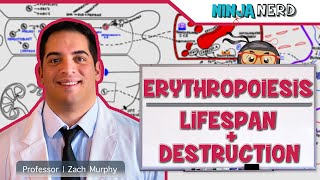 Hematology  Erythropoiesis Lifespan amp Destruction Part 2 [upl. by Barbabas]