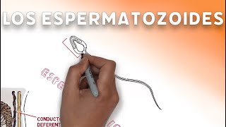 videolección Los espermatozoides 3º ESO [upl. by Rubinstein576]