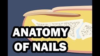 INTEGUMENTARY SYSTEM YOUR NAILS [upl. by Sliwa]