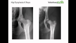 Hip Dysplasia in Dogs [upl. by Roumell]