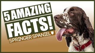 SPRINGER SPANIELS Top 5 Incredible Facts About The Springer Spaniels [upl. by Esenaj436]