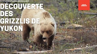 DOCUMENTAIRE ANIMALIER  DÉCOUVERTE DES GRIZZLIS DE YUKON  REPORTAGE COMPLET [upl. by Fabron]