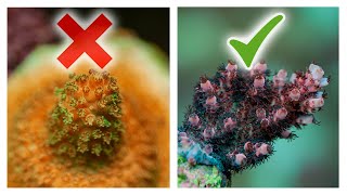 8 Ways to Improve Acropora Coral Growth  SPS Reef Tank [upl. by Nessim193]