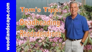 How To Deadhead Rhododendrons Toms Tips [upl. by Keg283]