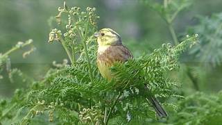 The Yellowhammer and its call [upl. by Eilra]