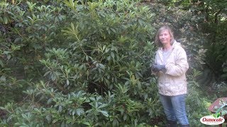 Rhododendron Care Pruning After Blooming [upl. by Lopez889]