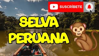 LOS SIETE MEJORES ATRACTIVOS TURÍSTICOS DE LA SELVA PERUANA🐸 [upl. by Pallaten875]