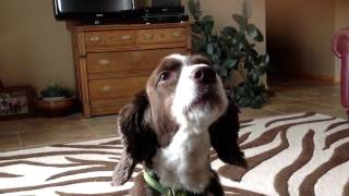 Springer Spaniel Howling [upl. by Okoyk]