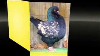 Modena Pigeons For Sale [upl. by Housum70]