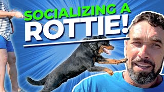 How to Socialize a Dominant Rottweiler [upl. by Hcardahs]