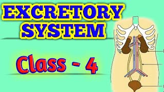 Excretory System  Class  4  Science [upl. by Annehcu16]