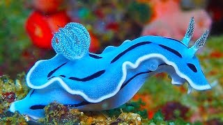 19 INCREDIBLY Colorful Sea Creatures [upl. by Inoy]