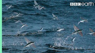 Flying Fish Picked Off From Above And Below  The Hunt  BBC Earth [upl. by Llehsad676]