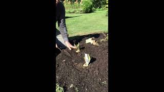 How to Plant Bearded Iris [upl. by Orofselet]