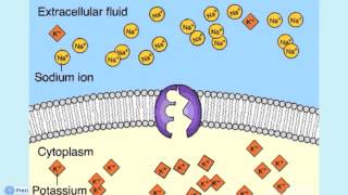 Lezione su Trasporto Attraverso Membrana Cellulare [upl. by Anaerdna219]