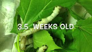 Silkworm lifecycle worm to cocoon [upl. by Akimik795]