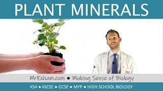 Plant Minerals  GCSE Biology 91 [upl. by Og]