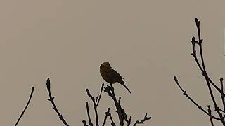 Yellowhammer [upl. by Wernick]