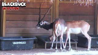 Blackbuck Enjoying The Meal [upl. by Aliuqaj419]