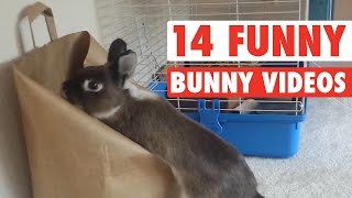 14 Funny Bunny Videos  Awesome Bunnies Compilation [upl. by Irrehc71]