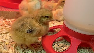 Raising Baby Chicks Step by Step [upl. by Arden]