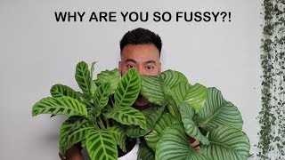 How To Care For Calathea  Houseplant Care Tips [upl. by Zosi]