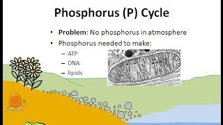 The Phosphorus Cycle [upl. by Krell]