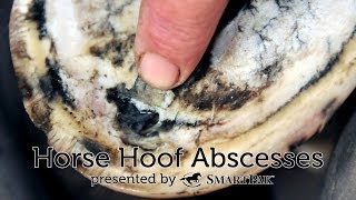 Horse Hoof Abscesses [upl. by Goltz]