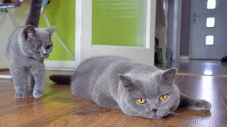 Blue British Shorthair Cats [upl. by Haggerty343]