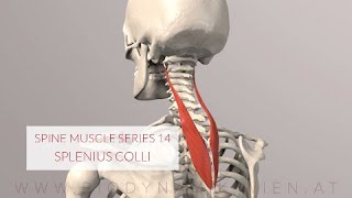 Spine Series 14 Neck Muscles Splenius Colli 3D Animation [upl. by Nnyleuqcaj]