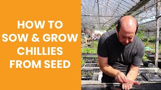 How to sow amp grow chillies from seed [upl. by Minny619]